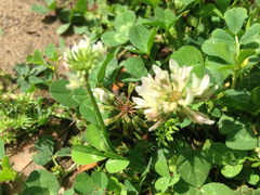 Trifolium repens