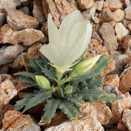 Image of Mentzelia tricuspis by no rights reserved