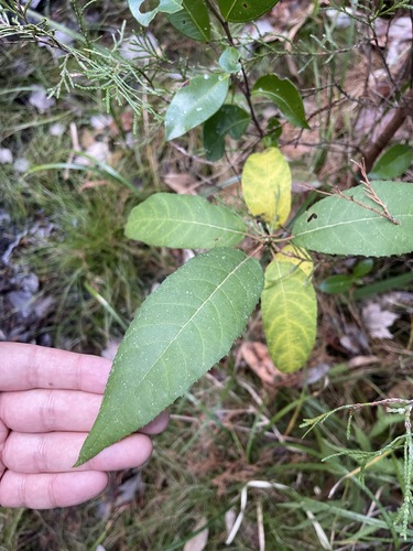 Image of Salix floridana by (c) Brandon Corder, some rights reserved (CC BY)