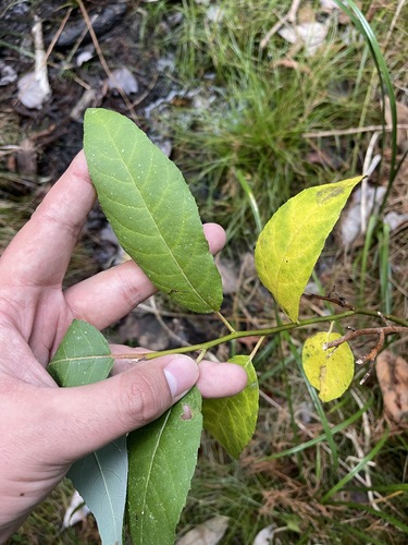 Image of Salix floridana by (c) Brandon Corder, some rights reserved (CC BY)