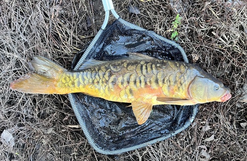 European Carp, photo 8 of 8