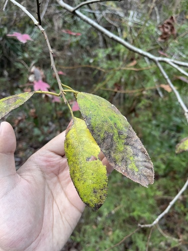 Image of Salix floridana by (c) Brandon Corder, some rights reserved (CC BY)