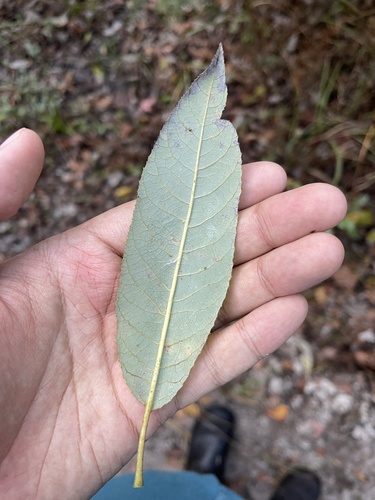 Image of Salix floridana by (c) Brandon Corder, some rights reserved (CC BY)