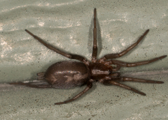 Herpyllus propinquus