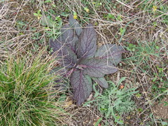 Verbascum phoeniceum