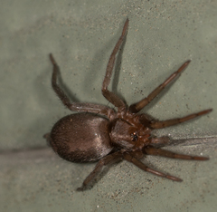 Herpyllus propinquus