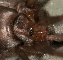 Herpyllus propinquus