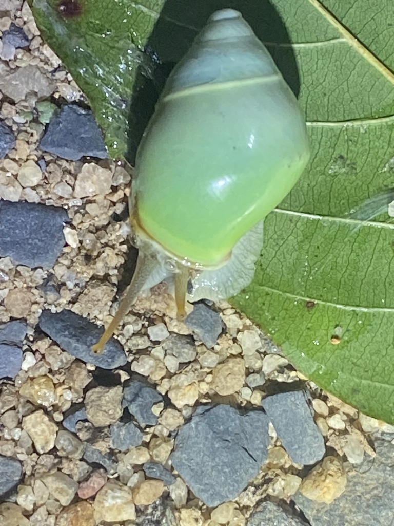 Amphidromus phamanhi