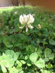 Trifolium repens