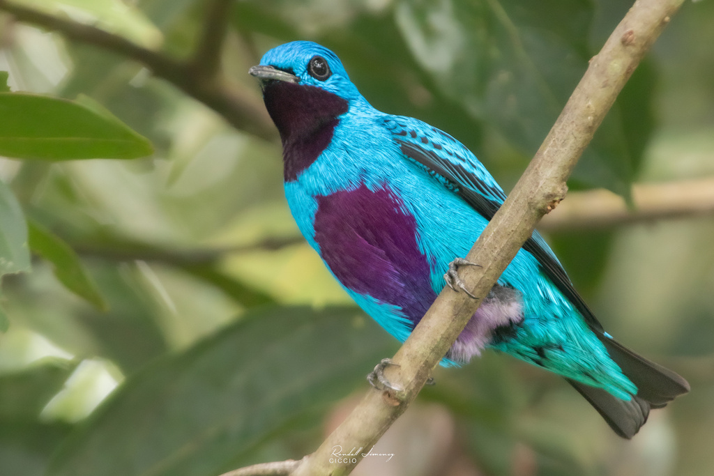 Turquoise Cotinga photo
