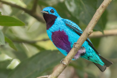 Turquoise Cotinga photo 1