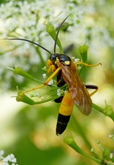 Ichneumon extensorius