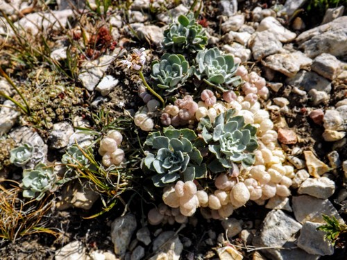 Physaria didymocarpa ssp. lanata