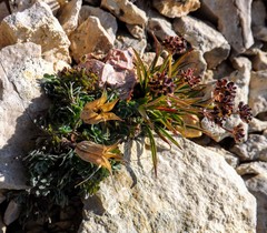 Bupleurum americanum