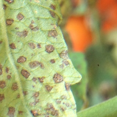 Septoriose (Septoria lycopersici)