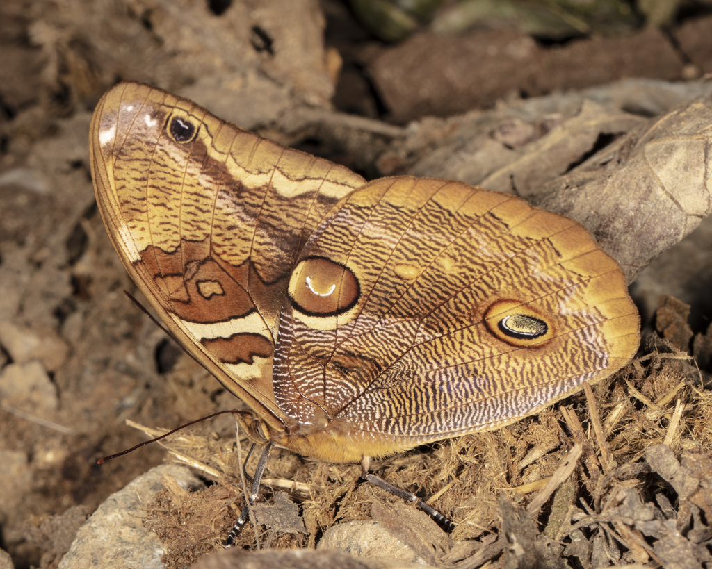 Opoptera staudingeri