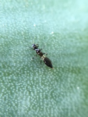 Franklinothrips vespiformis