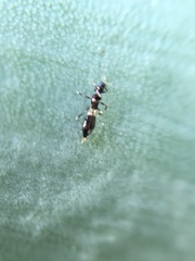 Franklinothrips vespiformis