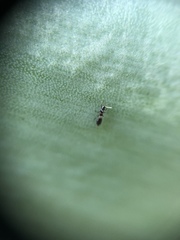 Franklinothrips vespiformis