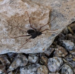 Paraphrynus carolynae