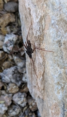 Paraphrynus carolynae