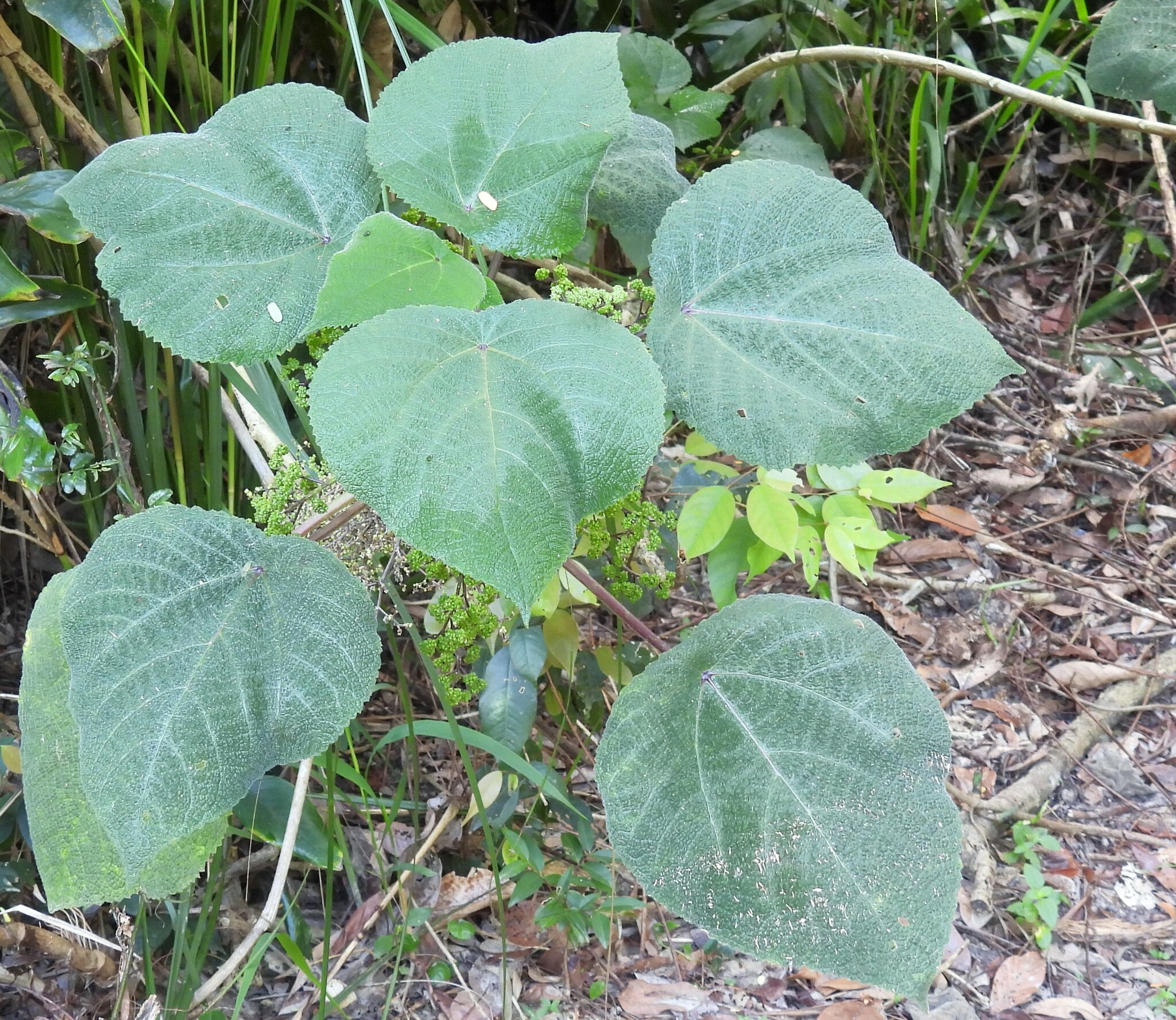 Imagem de Gympie-gympie