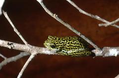 Hyperolius viridiflavus