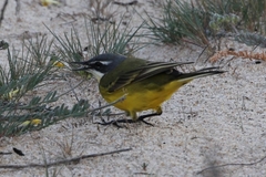 Motacilla flava iberiae