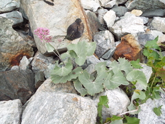 Adenostyles leucophylla