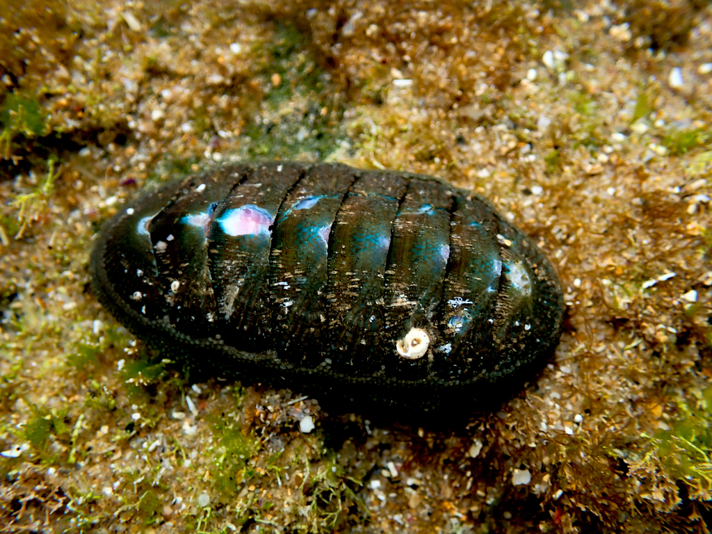 Austral Chiton from Bateau Bay Beach, NSW, Australia on December 31 ...