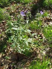 Phlox divaricata laphamii