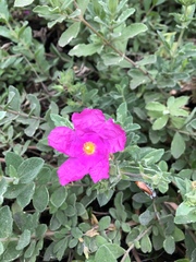 Cistus