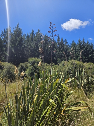 Foto de Lírio-do-brejo