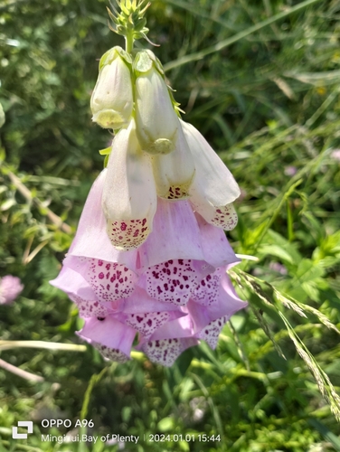 Dedaleira