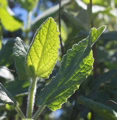Lepechinia cardiophylla