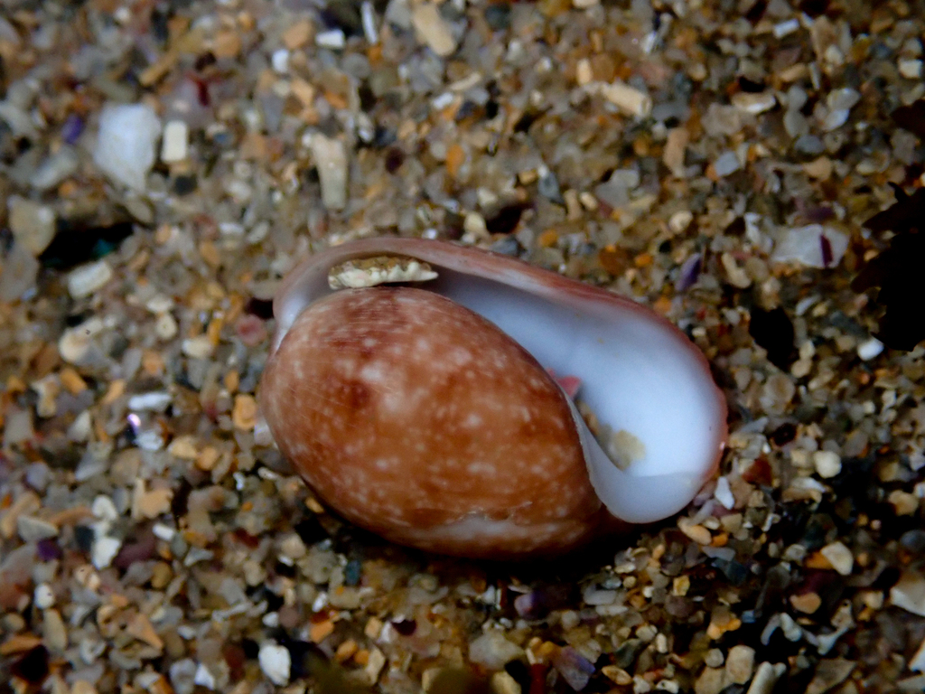 Bulla mabillei from Bateau Bay Beach, NSW, Australia on December 31 ...