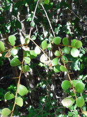 Sideroxylon obovatum