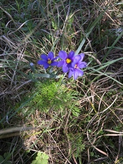 Sisyrinchium pruinosum