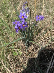 Sisyrinchium pruinosum