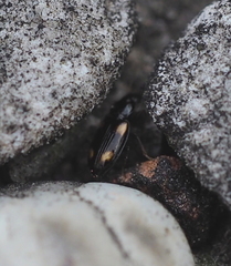 Elaphropus quadrisignatus