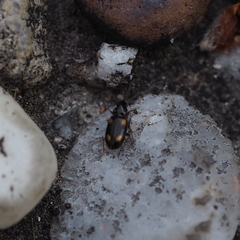 Elaphropus quadrisignatus