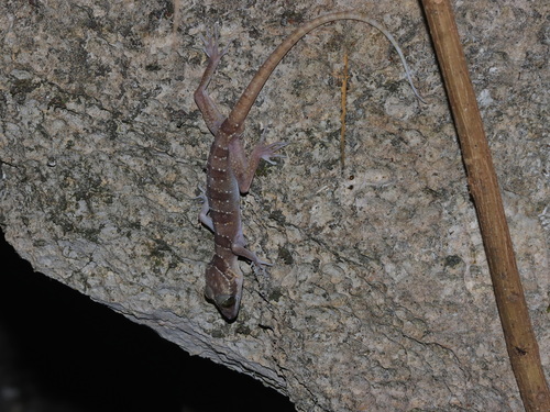 Cyrtodactylus wangkhramensis