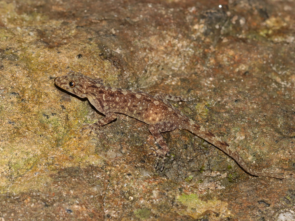 Adang-Rawi Rock Gecko from Ko Tarutao, Mueang Satun District, Satun ...