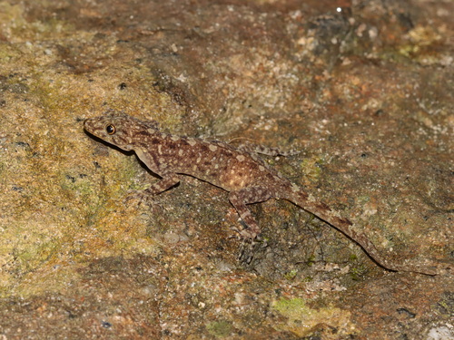 Adang-Rawi Rock Gecko, Cnemaspis adangrawi