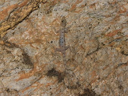 Tarutao Rock Gecko, Cnemaspis tarutaoensis