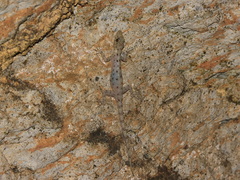 Tarutao Rock Gecko photo 1
