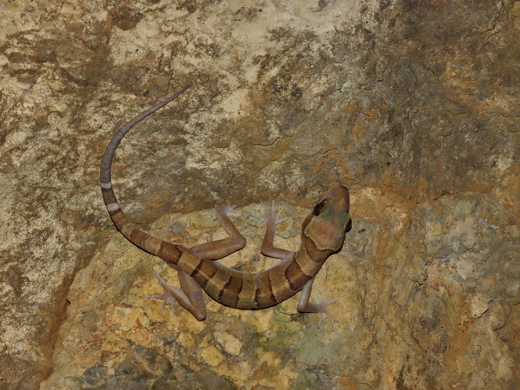 Tarutao Island Bent-toed Gecko (Cyrtodactylus stellatus)