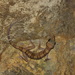 Cyrtodactylus stellatus - Photo (c) ian_dugdale,  זכויות יוצרים חלקיות (CC BY)