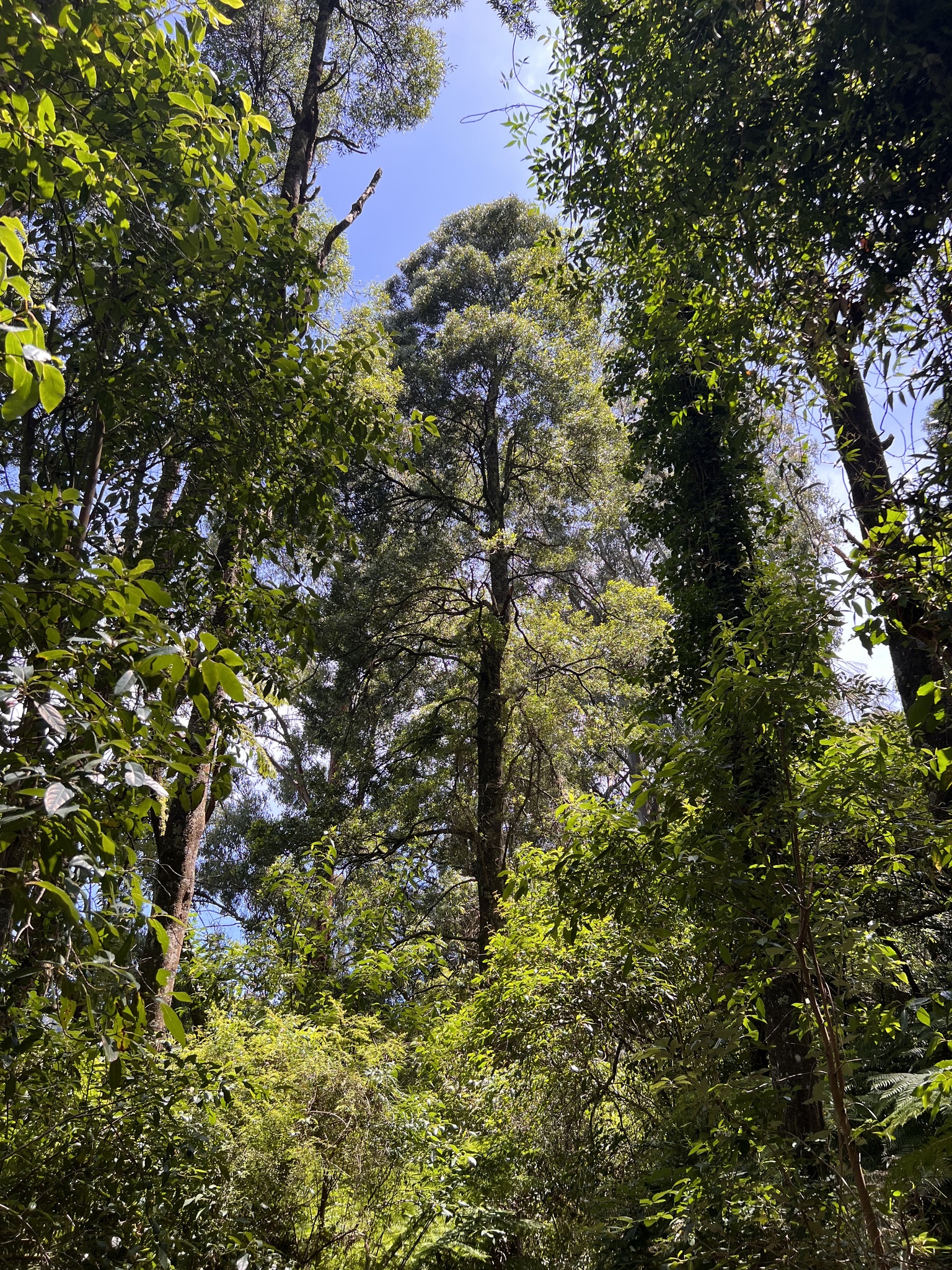 Imagem de Jurema-pretinha