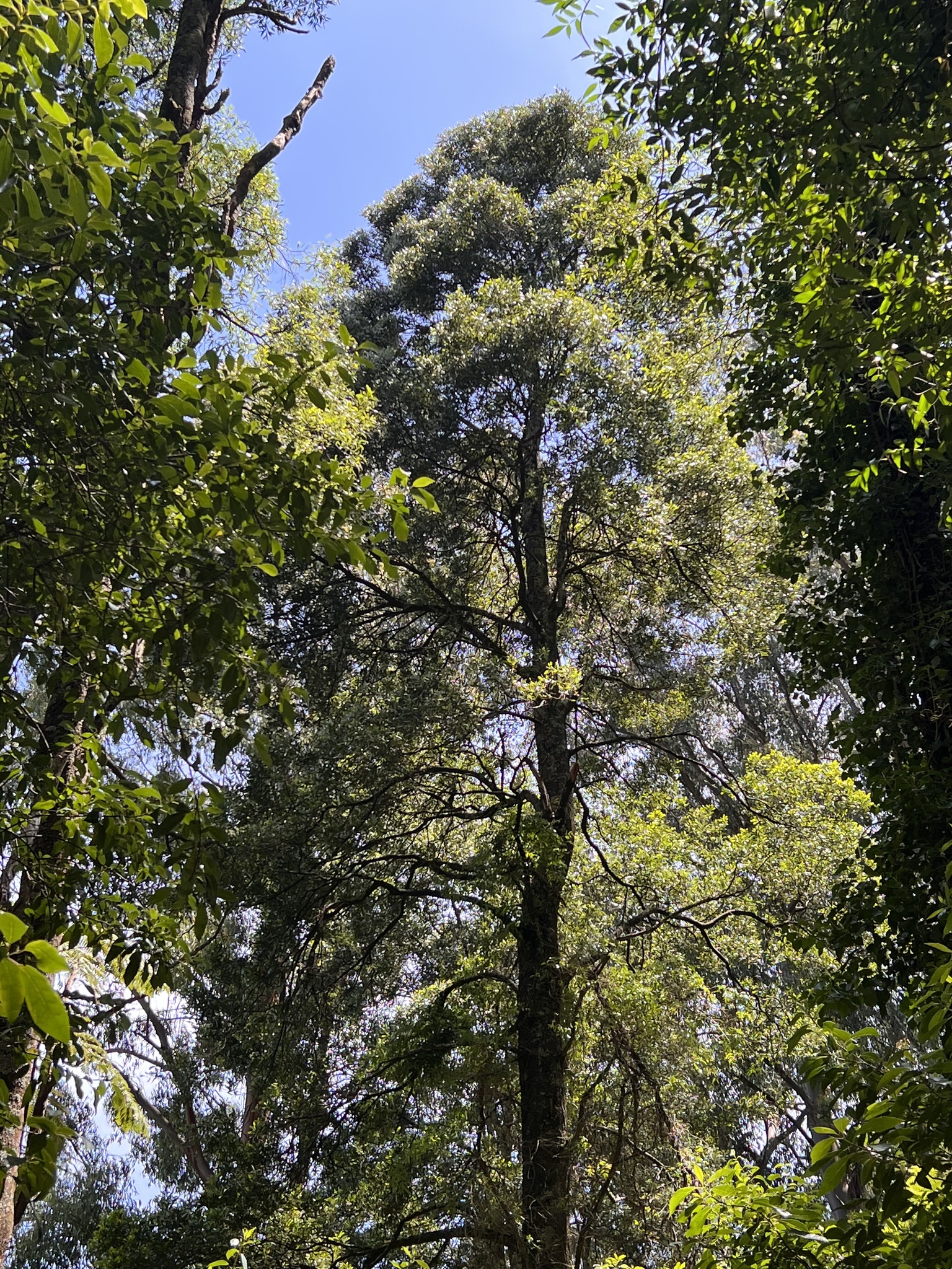 Imagem de Jurema-pretinha